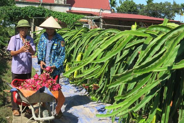 Xã có nhiều hợp tác xã nhưng chưa mạnh