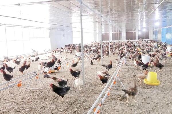 Quảng Trị: Hiệu quả rõ nét từ mô hình nuôi gà VietGAHP
