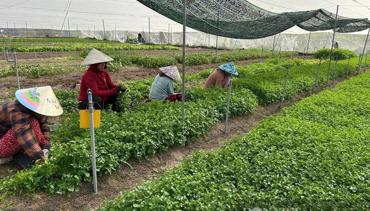 TPHCM chuyển đổi số mạnh mẽ khu vực hợp tác xã, tổ hợp tác, làm nông thôn mới thông minh