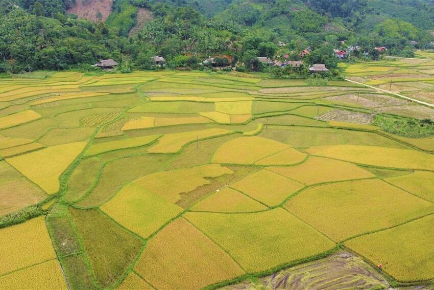 Hiệu quả mô hình “Lúa chồi” ở Khánh Hòa