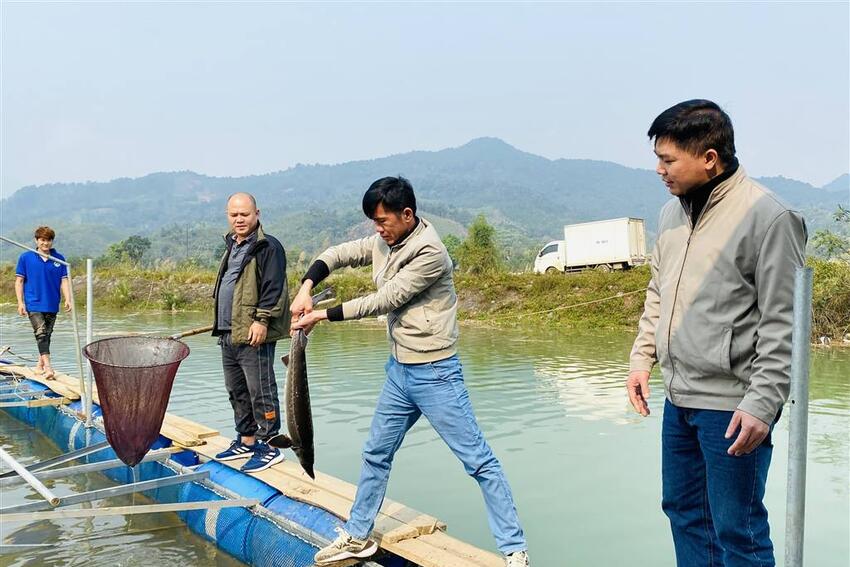 Tuyên Quang: Thu nhập cao từ nuôi cá tầm trong lòng hồ thủy điện