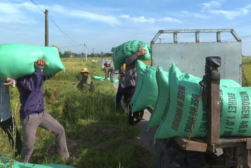 Nông dân xã Quảng Điền tập trung thu hoạch lúa, bảo vệ lồng cá tránh thiệt hại do bão số 5 gây ra