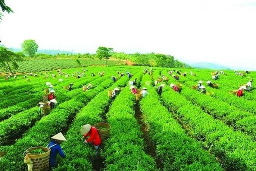 Lào Cai: Các HTX, THT thu hút, giải quyết việc làm và thu nhập ổn định cho trên 80.000 thành viên, người lao động
