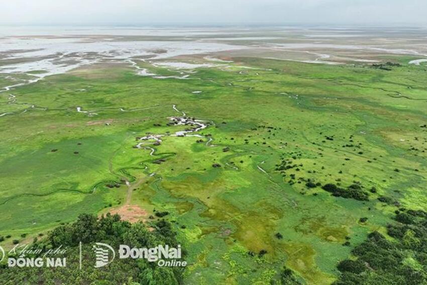 Cuối tuần, đến hồ Trị An ngắm thảo nguyên xanh mướt tuyệt đẹp mùa nước cạn