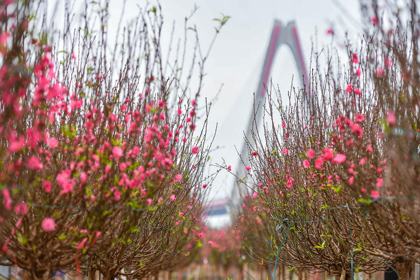 Trình Chính phủ phương án nghỉ Tết Nguyên đán 9 ngày                                                                                         02/10/2025 14:25                                                 -