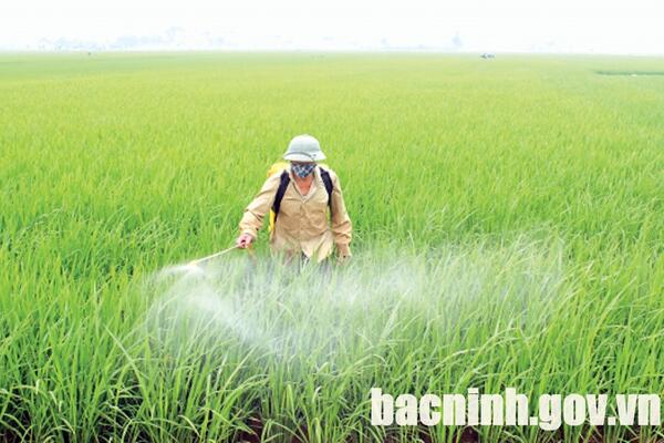 Thực hiện tốt các giải pháp phòng trừ bệnh đạo ôn lá hại lúa Xuân 2025