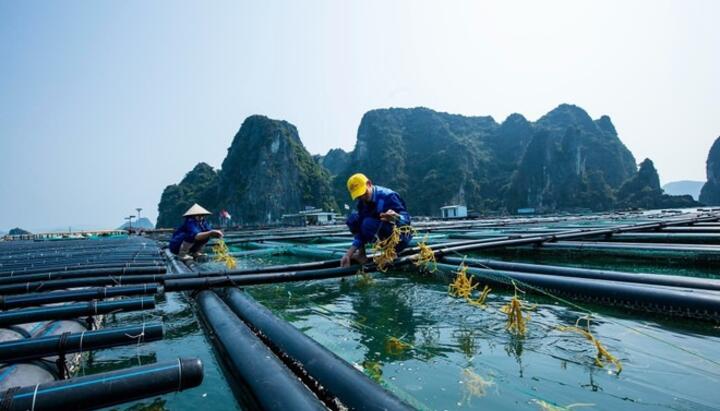 Tối ưu hóa chuỗi sản xuất và tìm kiếm thêm các thị trường cho thủy sản Việt Nam