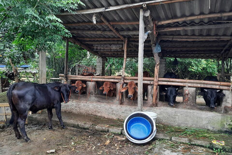 Tăng cường triển khai các biện pháp phòng, chống dịch bệnh gia súc, gia cầm