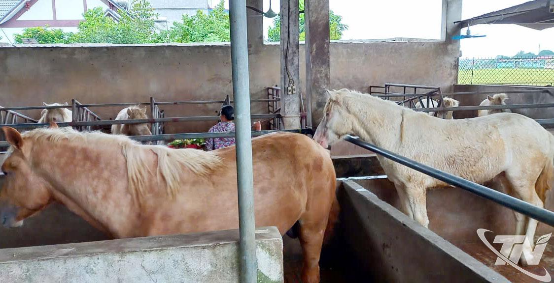 Nuôi ngựa bạch lấy thịt ở xóm Phẩm (xã Kha Sơn).