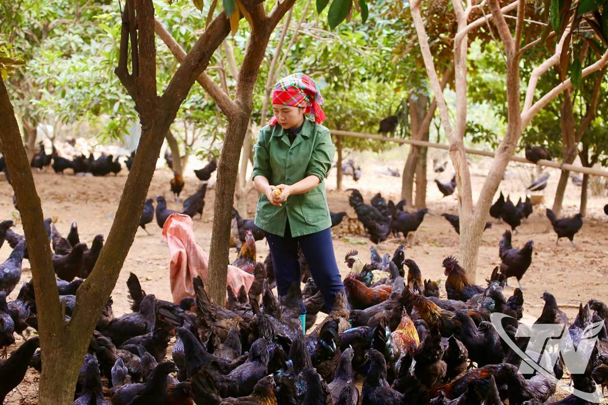 Việc trực tiếp livestream quy trình chăn nuôi, chế biến giúp sản phẩm của HTX Nông nghiệp dược liệu Thiên Phúc tạo dựng niềm tin với đông đảo khách hàng