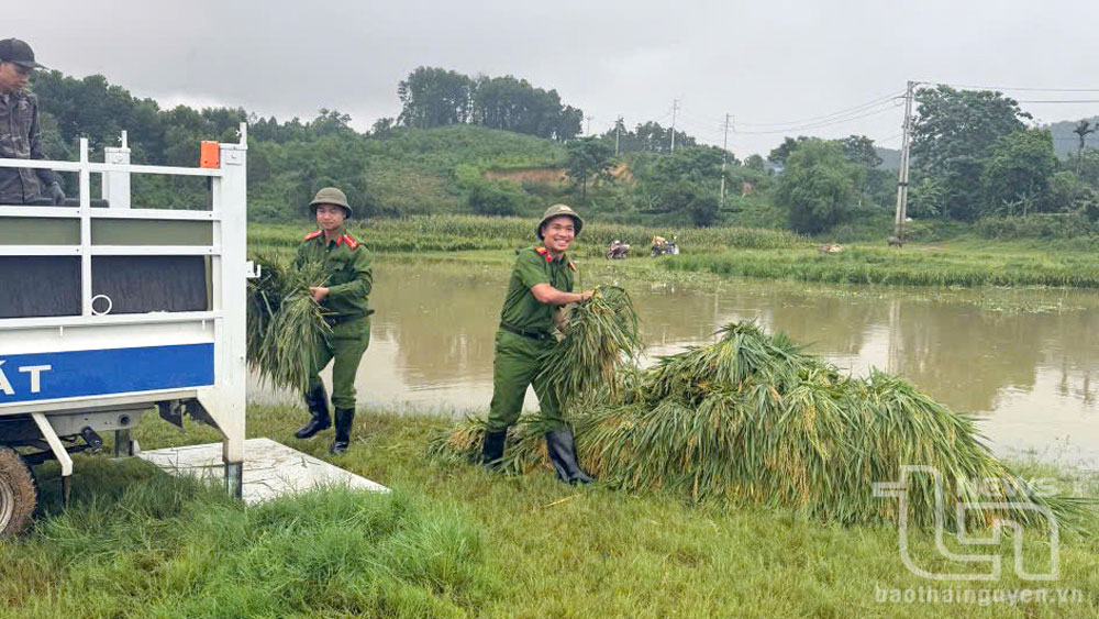 Công an xã Lục Ba, huyện Đại Từ, tỉnh Thái Nguyên, hỗ trợ nhân dân thu hoạch, vận chuyển lúa đến nơi khô ráo.