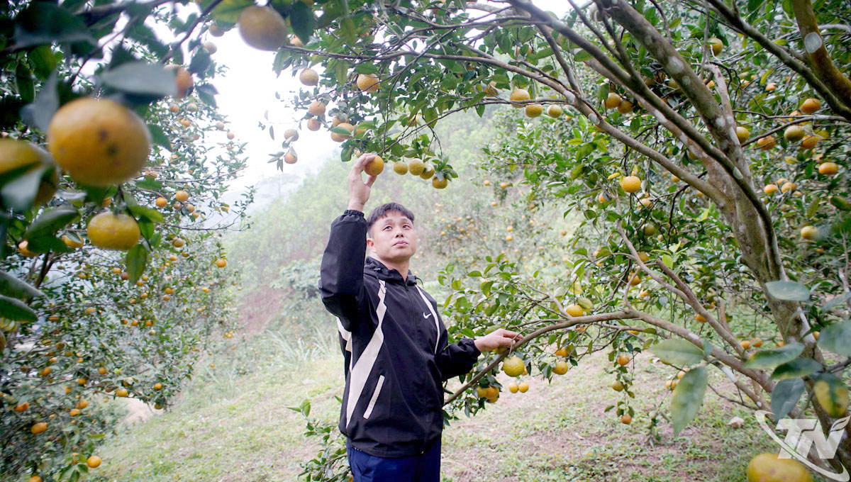 Trưởng xóm Vương Phúc Đình bên một vườn cam của người dân