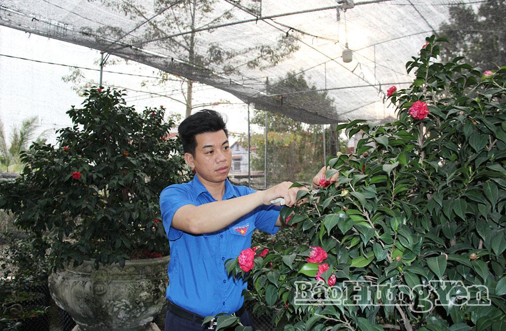 Mô hình trồng cây hoa trà của anh Trần Văn Tùng, đoàn viên xã Phụng Công.