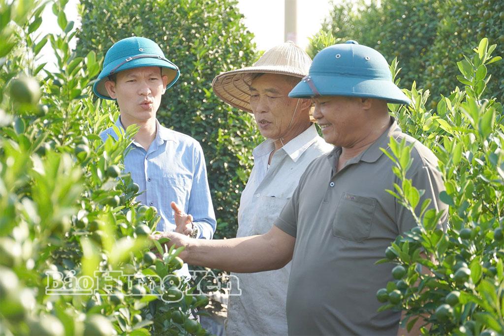Ông Nguyễn Đình Hiếu (người đứng giữa), xã Hoàn Long phát triển mô hình trồng quất cảnh.