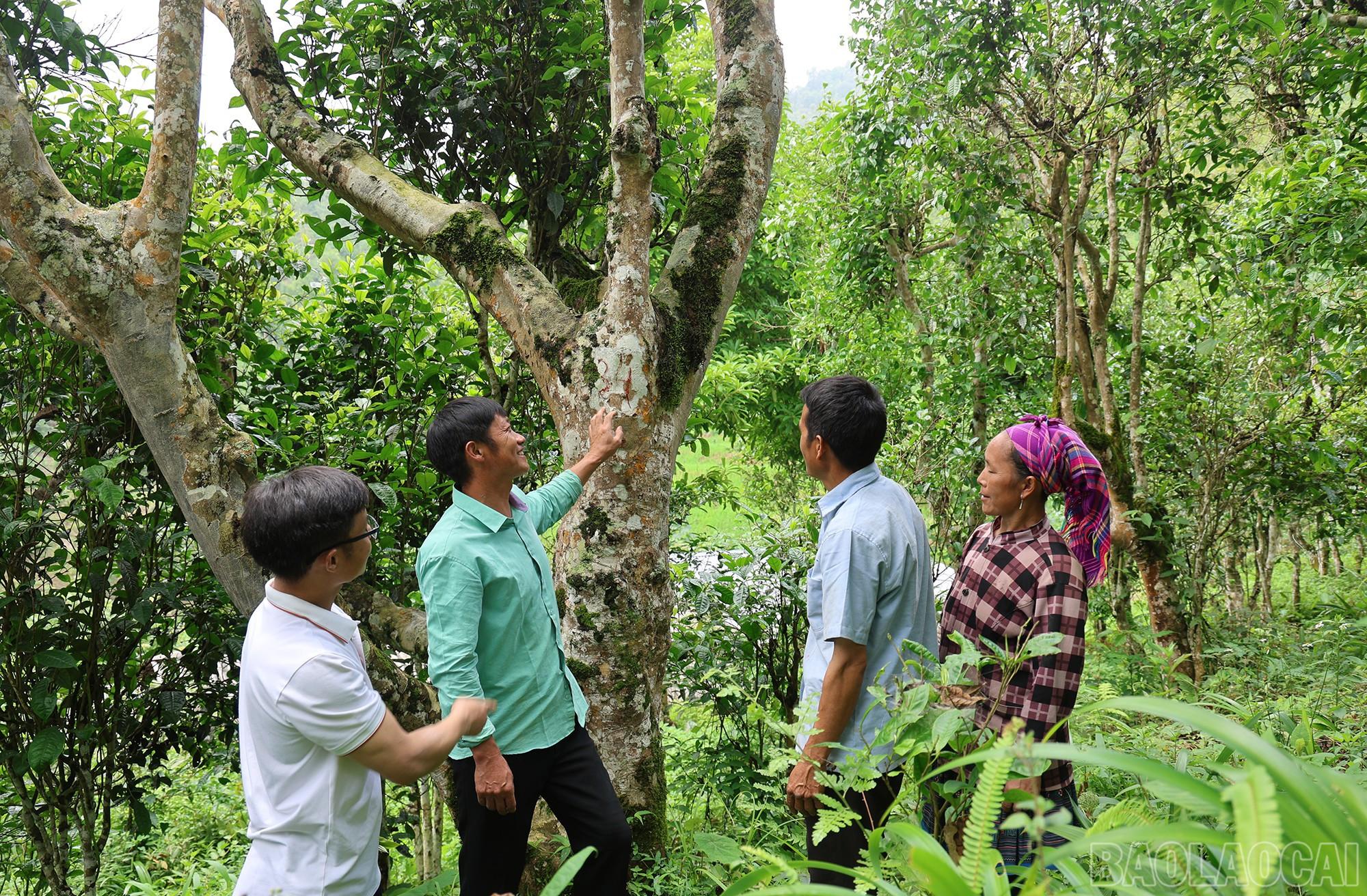 Cây chè cổ thụ ở Tả Thàng đang được khai thác hiệu quả, mang lại giá trị kinh tế cao cho người dân. baolaocai-br_img-1395.jpg