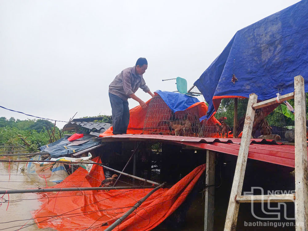 Người dân xã Linh Sơn (TP. Thái Nguyên) di chuyển vật nuôi lên vị trí cao để giảm thiệt hại.