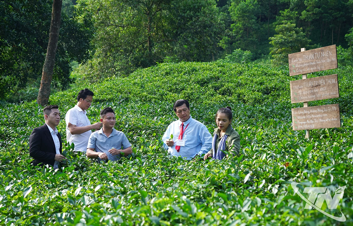 Các thành viên CLB SBC Đại Việt tham quan nương chè của HTX An Vân Trà.