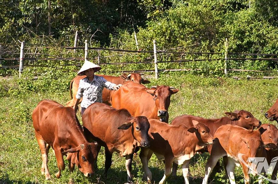 Mỗi năm, gia đình bà Diệp Thị Lương (ở xóm Vạn Phú, xã Thành Công)    thu được hàng trăm triệu đồng từ bán bò giống.