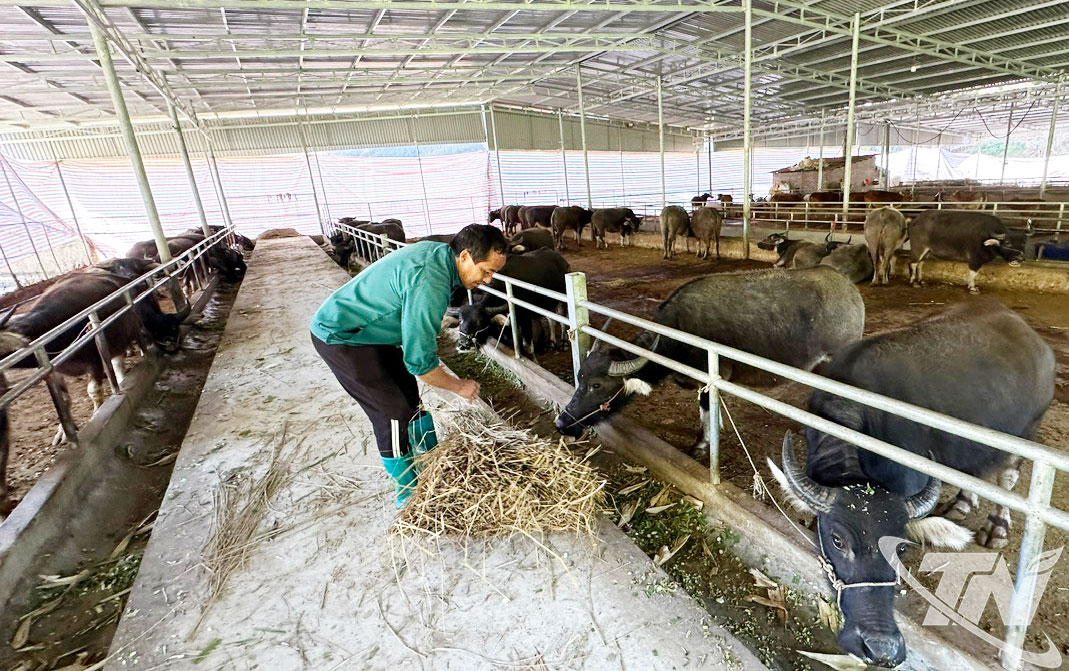 Hợp tác xã chăn nuôi Giàng Tiến, xã Nghiên Loan tổ chức chăn nuôi theo chuỗi giá trị, mang lại hiệu quả kinh tế cho địa phương.