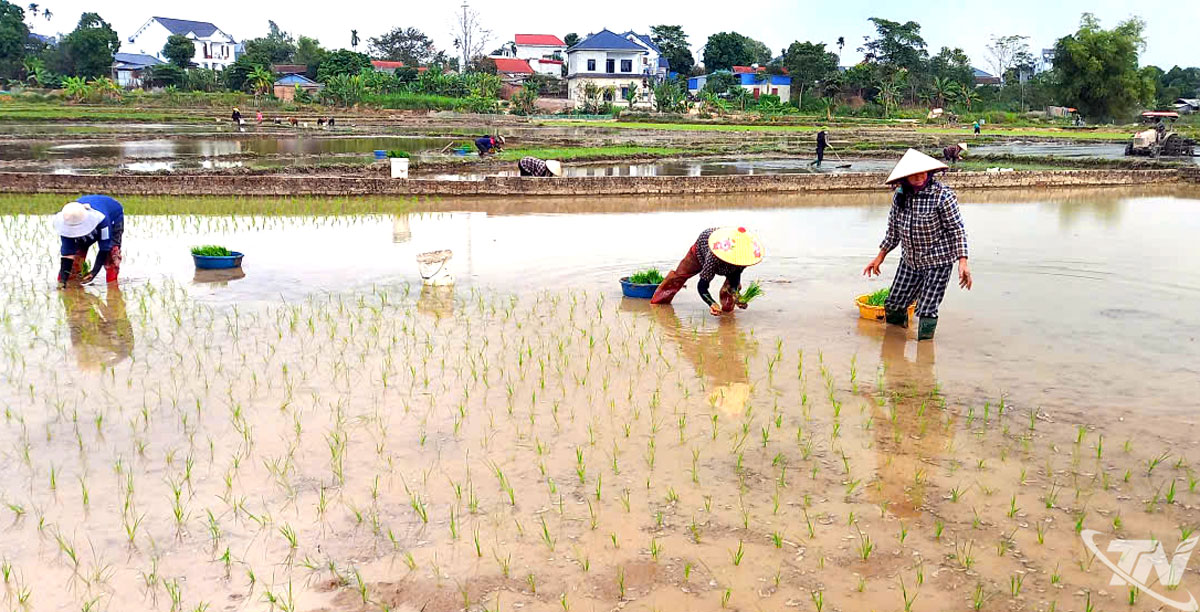 Tranh thủ thời tiết thuận lợi bà con xóm Hạ Vụ 3 cấy lúa xuân.