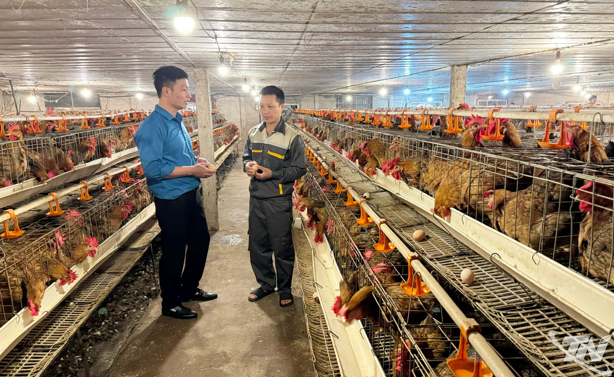 Mô hình chăn nuôi gà giống quy mô 50.000 con của gia đình anh Nguyễn Thành Đô, ở xóm Việt Ninh, xã Kha Sơn.