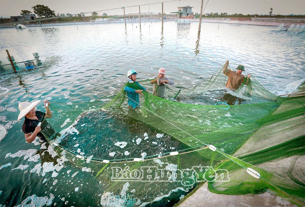 Nông dân thôn Bắc Cường, xã Thái Ninh thu hoạch tôm.