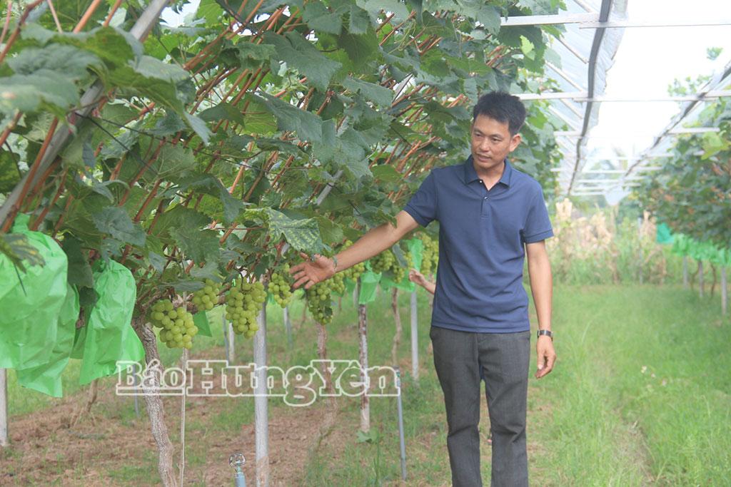 Vụ nho này, anh Hoàng Quốc Toản, xã Hồng Minh dự kiến thu hoạch khoảng 6 tấn quả.