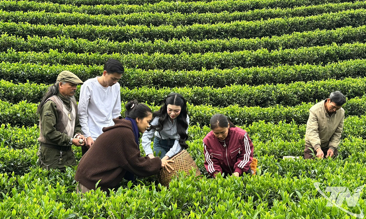 Du khách hái chè xuân ở vùng chè La Bằng.   