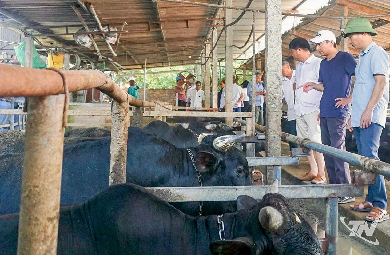 Trang trại chăn nuôi quy mô vừa và nhỏ đang chiếm phần lớn trong tổng số trang trại Thái Nguyên.