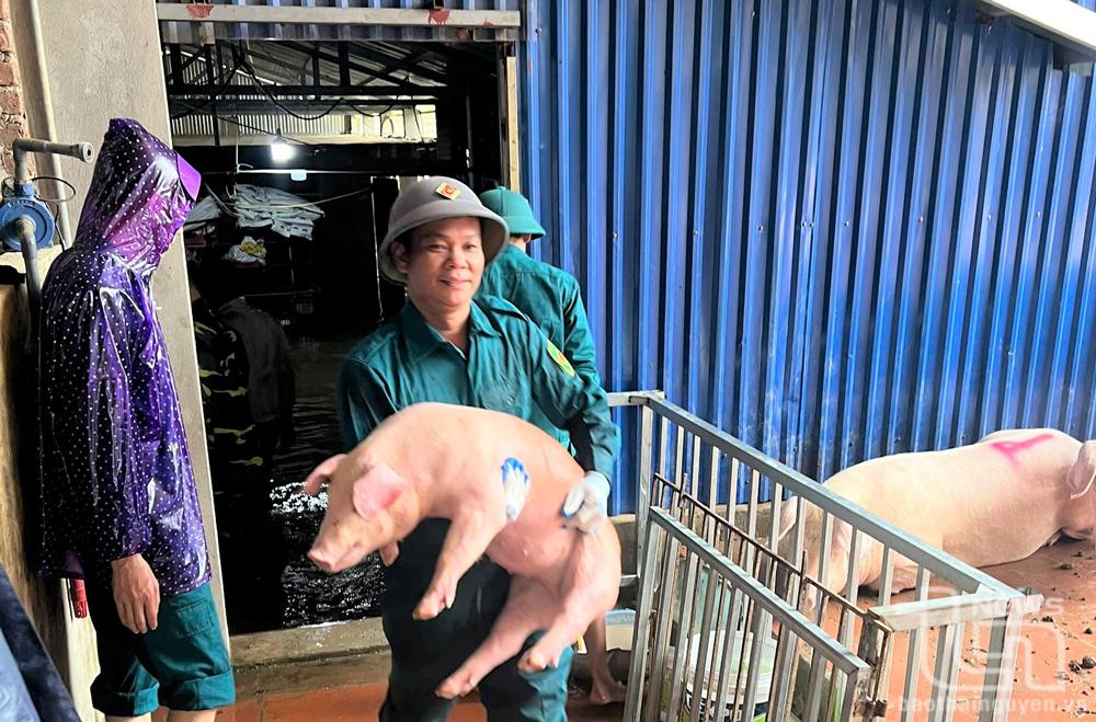 Phường Đông Cao (TP. Phổ Yên) bố trí lực lượng hỗ trợ người dân tổ dân phố Việt Cường di dời vật nuôi, tài sản đến nơi an toàn.