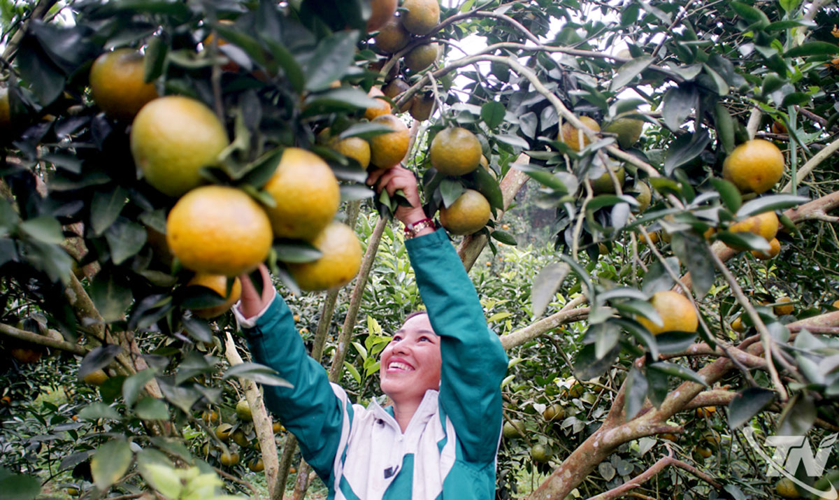 Gia đình ông Vương Văn Tị thu hoạch cam.