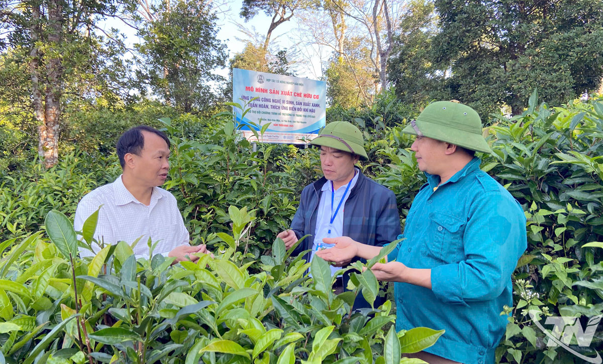 Mô hình sản xuất chè hữu cơ của HTX nông nghiệp Bản Mộc, xã Yên Bình.