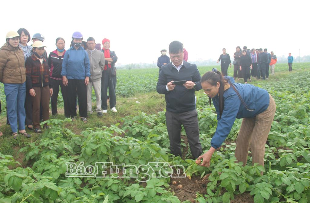 Các đại biểu thăm cánh đồng trồng khoai tây của thành viên HTX SXKD DVNN Vũ An (xã Vũ Quý).