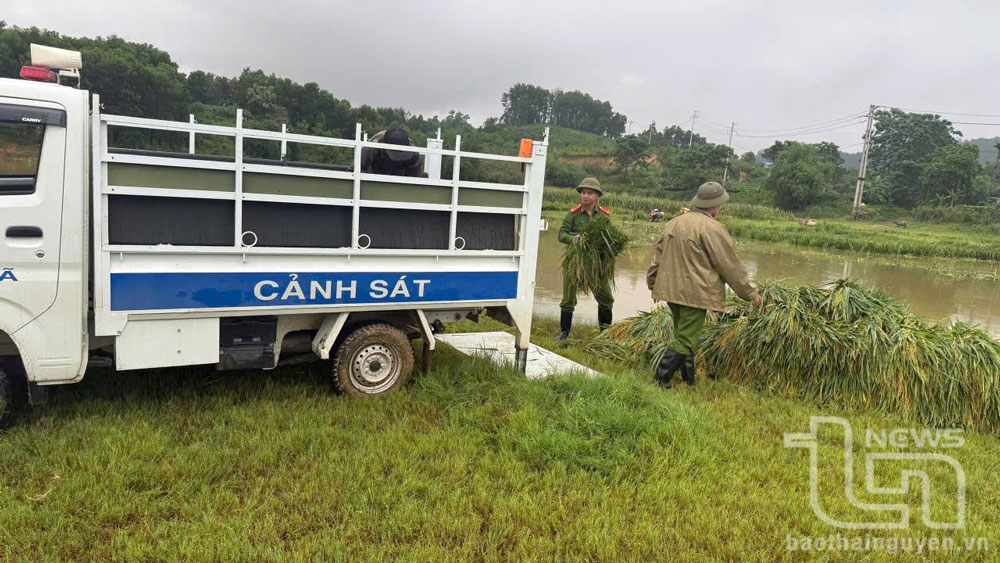 Lực lượng Công an xã giúp người dân Lục Ba (Đại Từ) thu hoạch, vận chuyển lúa vụ xuân chạy lũ.