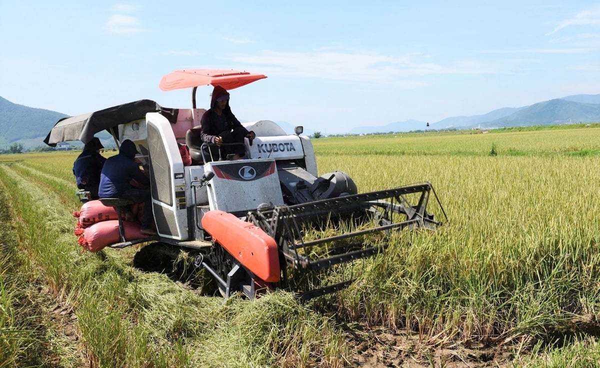 Các vụ lúa cơ bản đạt năng suất, sản lượng theo kế hoạch. Ảnh: Thanh Nga.