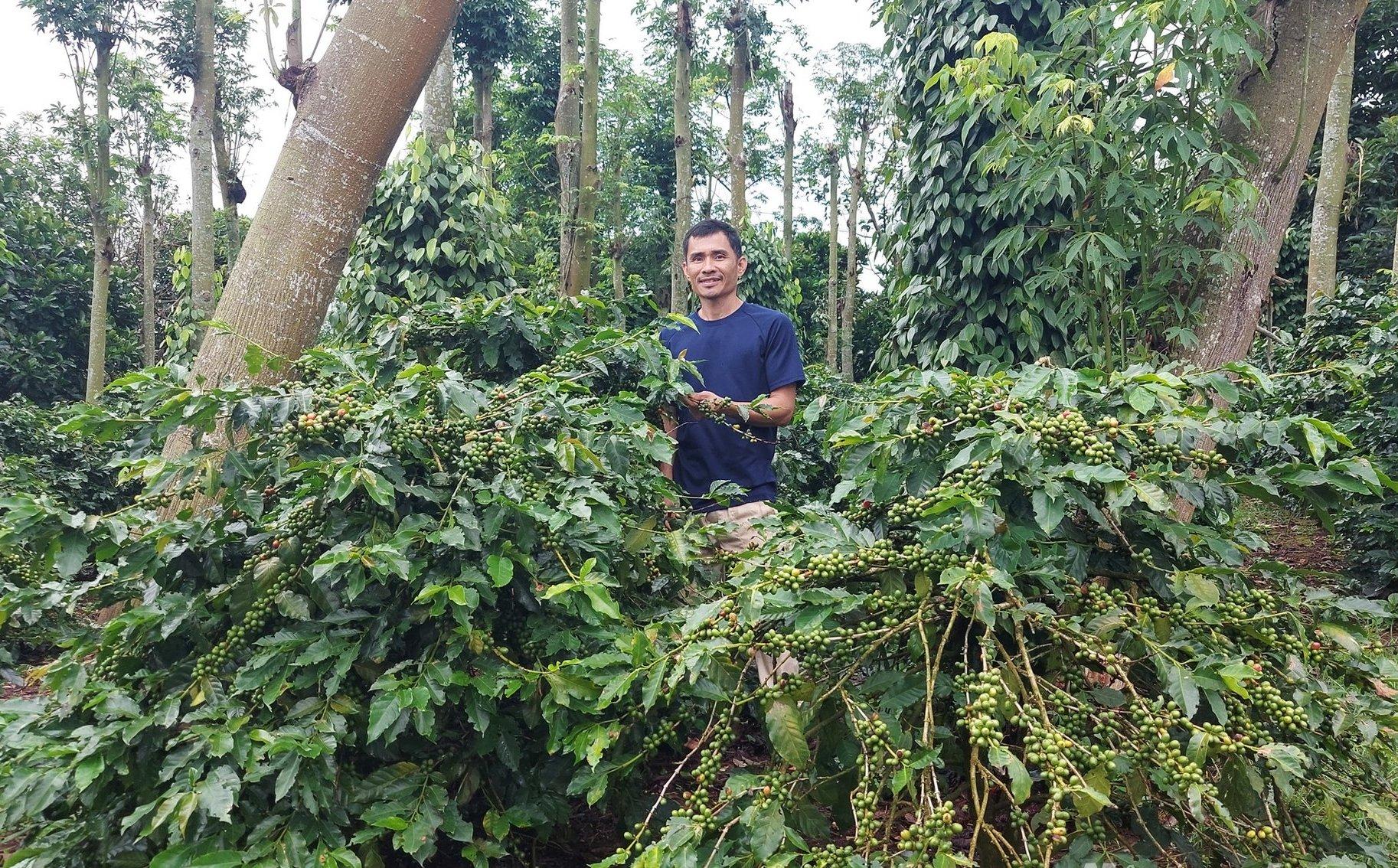 Chuyển đổi 2.500 ha cà phê Arabica độc canh sang mô hình nông lâm kết hợp gắn với phục hồi rừng tự nhiên là một sáng kiến giúp người dân sống gần rừng thay đổi tư duy, nâng cao đời sống. Ảnh: Võ Dũng.