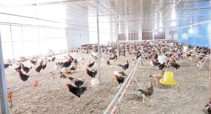 Quảng Trị: Hiệu quả rõ nét từ mô hình nuôi gà VietGAHP- Ảnh 1.