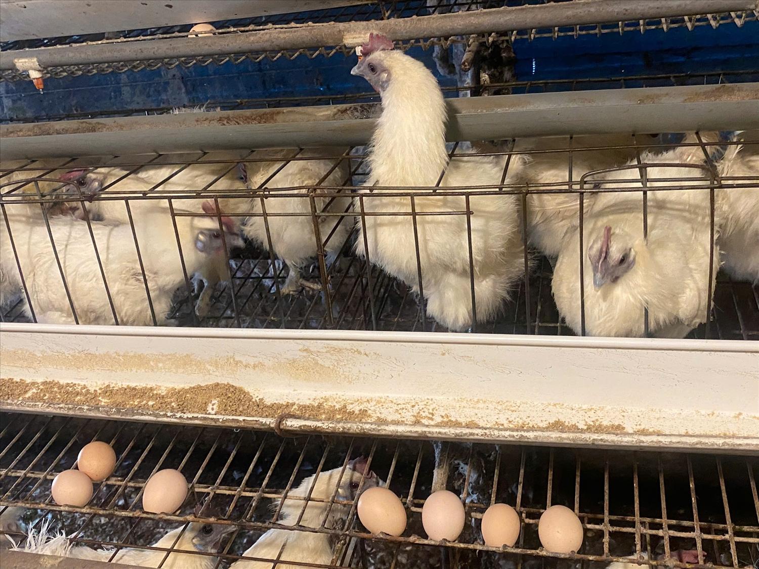 Giống gà ác vợ chồng chị Nhân nhập từ Tiền Giang. Giống gà ác vợ chồng chị Nhân nhập từ Tiền Giang.