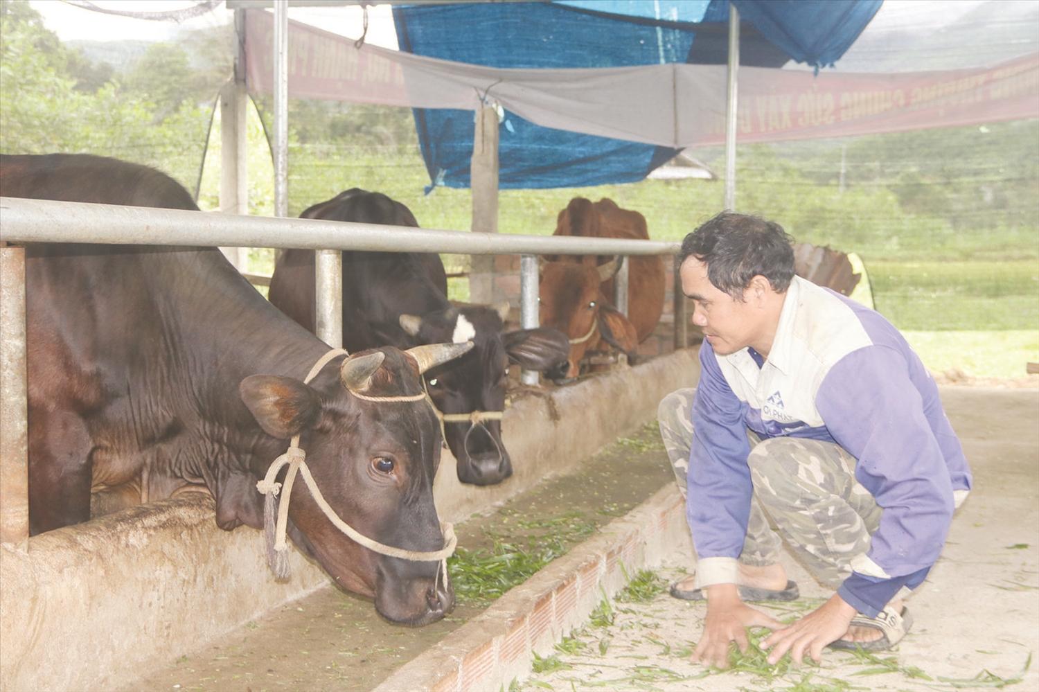 Phát huy vai trò Người có uy tín trong cộng đồng, anh Đinh Lố luôn đi đầu trong phát triển kinh tế Phát huy vai trò Người có uy tín trong cộng đồng, anh Đinh Lố luôn đi đầu trong phát triển kinh tế