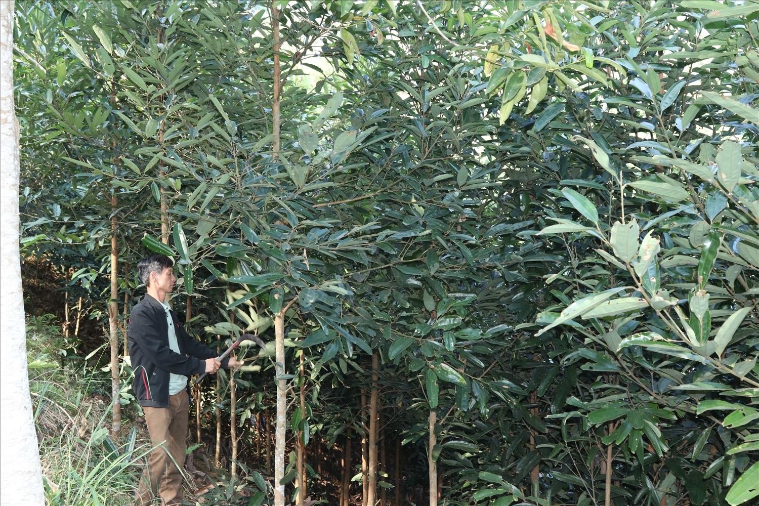 Cây quế mang lại giá trị kinh tế cao cho người dân trên địa bàn tỉnh Lạng Sơn Cây quế mang lại giá trị kinh tế cao cho người dân trên địa bàn tỉnh Lạng Sơn